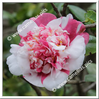 Camellia Japonica 'Magalhaes Variegated'