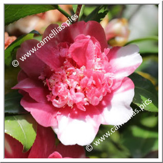 Camellia Japonica 'Magalhaes Variegated'