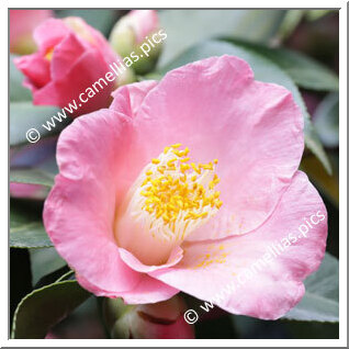 Camellia Japonica 'Magali'