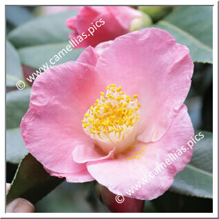 Camellia Japonica 'Magali'