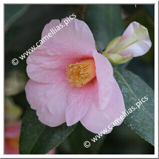 Camellia Japonica 'Magali'