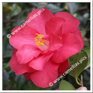 Camellia Japonica 'Magnolia'