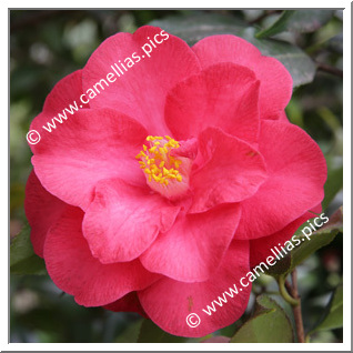 Camellia Japonica 'Magnolia'