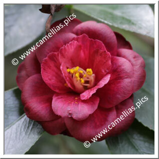 Camellia Japonica 'Mahogany Glow'