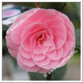 Camellia Japonica 'Mahoroba'