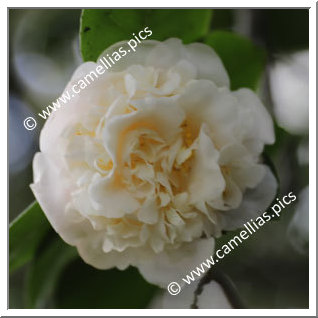 Camellia Japonica 'Maid of the Mist'