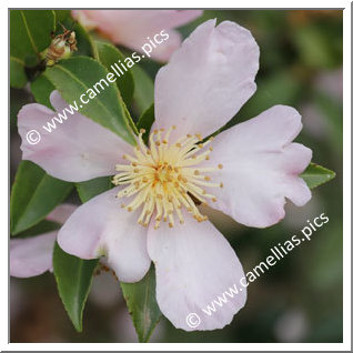 Camellia Sasanqua 'Maiden's Blush'