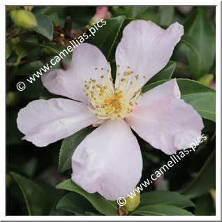 Camellia Sasanqua 'Maiden's Blush'