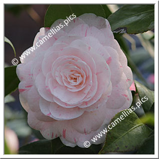 Camellia Japonica 'Maiden's Blush '