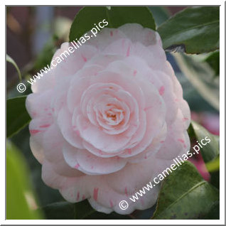 Camellia Japonica 'Maiden's Blush '