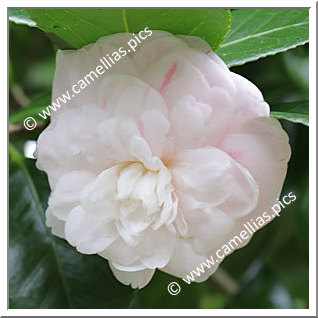 Camellia Japonica 'Maiden's Blush '