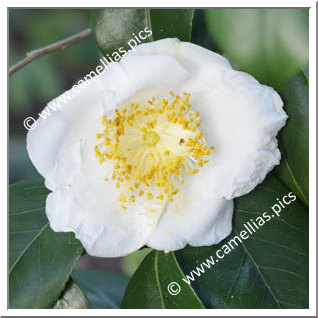 Camellia Camellia Japonica de Higo 'Maizuru '