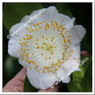 Camellia Higo Camellias 'Maizuru '