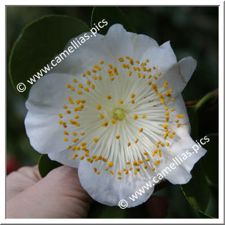 Camellia Higo Camellias 'Maizuru '