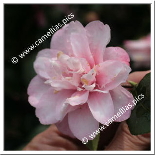 Camellia Species C. maliflora