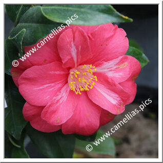 Camellia Japonica 'Malmaison'