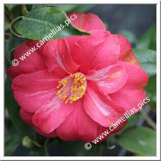 Camellia Japonica 'Malmaison'