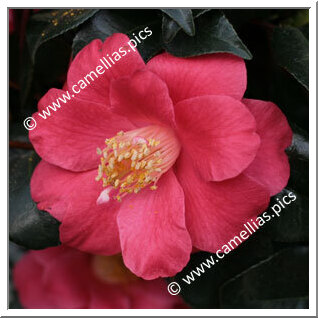 Camellia Japonica 'Mamithe'