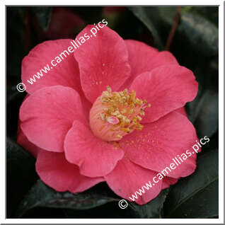 Camellia Japonica 'Mamithe'