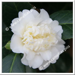 Camellia Japonica 'Man Size'