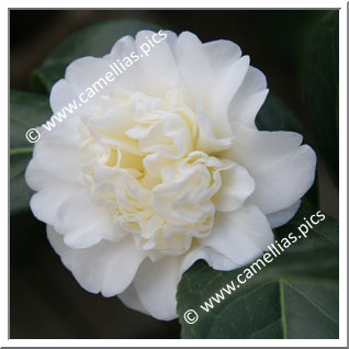 Camellia Japonica 'Man Size'