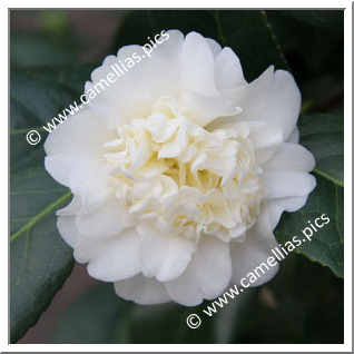 Camellia Japonica 'Man Size'