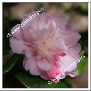 Camellia Japonica 'Manana'