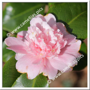 Camellia Japonica 'Manana'