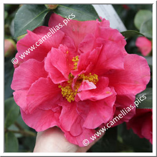 Camellia Reticulata 'Mandalay Queen'