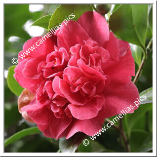 Camellia Japonica 'Mandarin'