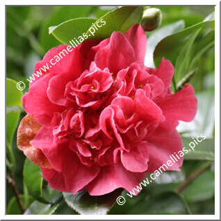 Camellia Japonica 'Mandarin'