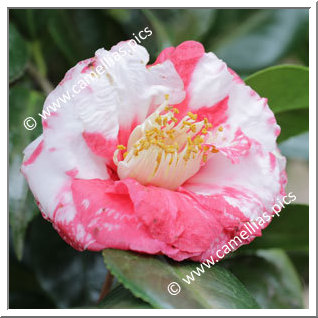 Camellia Japonica 'Miss Mandie Supreme'