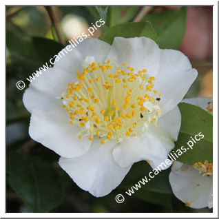 Camellia Camellia Japonica de Higo 'Mangetsu'