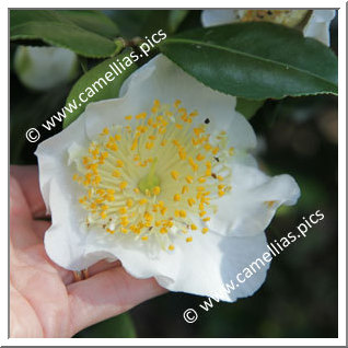 Camellia Higo Camellias 'Mangetsu'