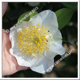 Camellia Higo Camellias 'Mangetsu'