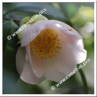Camellia  'Mani Pulite'