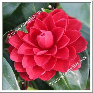 Camellia Japonica 'Manuroa Road'