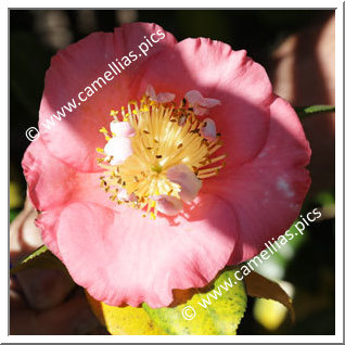 Camellia Camellia Japonica de Higo 'Manzairaku'