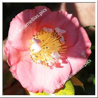 Camellia Camellia Japonica de Higo 'Manzairaku'