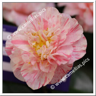 Camellia Japonica 'Marchesa Carega'