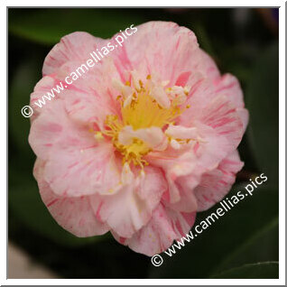 Camellia Japonica 'Marchesa Carega'