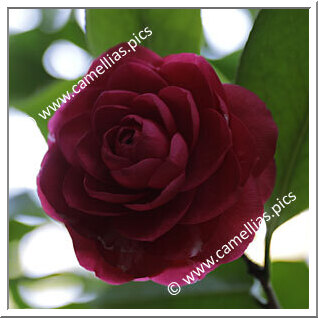 Camellia Japonica 'Marchesa Garbarini'