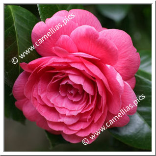 Camellia Japonica 'Marchioness of Exeter'