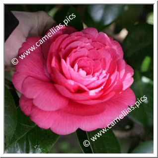 Camellia Japonica 'Marchioness of Exeter'