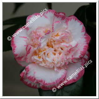 Camellia Japonica 'Margaret Davis'