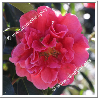 Camellia Reticulata 'Margaret Hilford'