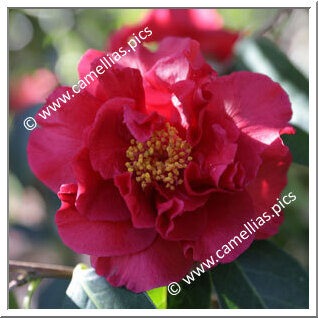 Camellia Reticulata 'Margaret Hilford'