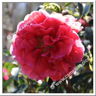 Camellia Reticulata 'Margaret Hilford'