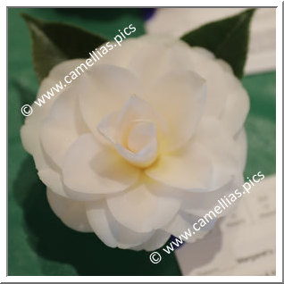 Camellia Japonica 'Margaret's Joy'