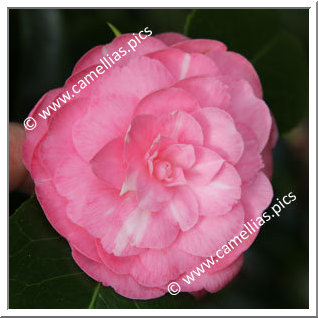 Camellia Japonica 'Margaret Rose '
